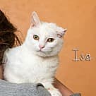 Isa, Domestic Shorthair