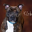 Kirby, Pit Bull Terrier