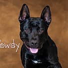 Rowdy, Pit Bull Terrier
