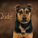 Dude, Shepherd (Unknown Type)