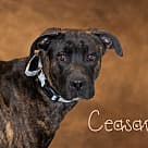 Ceasar, Great Dane