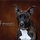 Fennec, Pit Bull Terrier