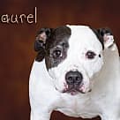 Laurel, Pit Bull Terrier