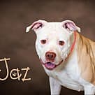 Jaz, Pit Bull Terrier