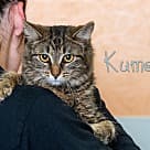 Kuma, Domestic Shorthair