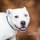 Demi, Pit Bull Terrier