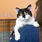 Nukila, Domestic Shorthair