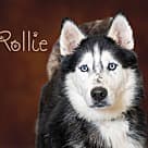 Rollie, Husky