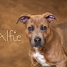 Alfie, Pit Bull Terrier