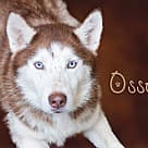 Osso, Husky