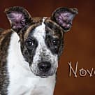 Nova, Pit Bull Terrier
