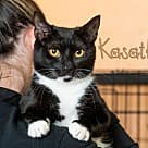 Kasatka, Domestic Shorthair