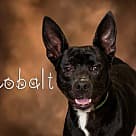 Cobalt, Pit Bull Terrier