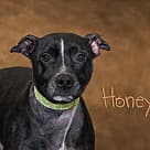Honey, Pit Bull Terrier