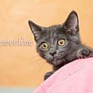 Clemintine, Domestic Shorthair