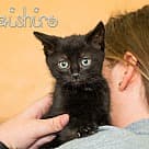 Taishiro, Domestic Mediumhair