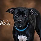 Dixie, Pit Bull Terrier