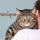 Shaniqua, Domestic Shorthair