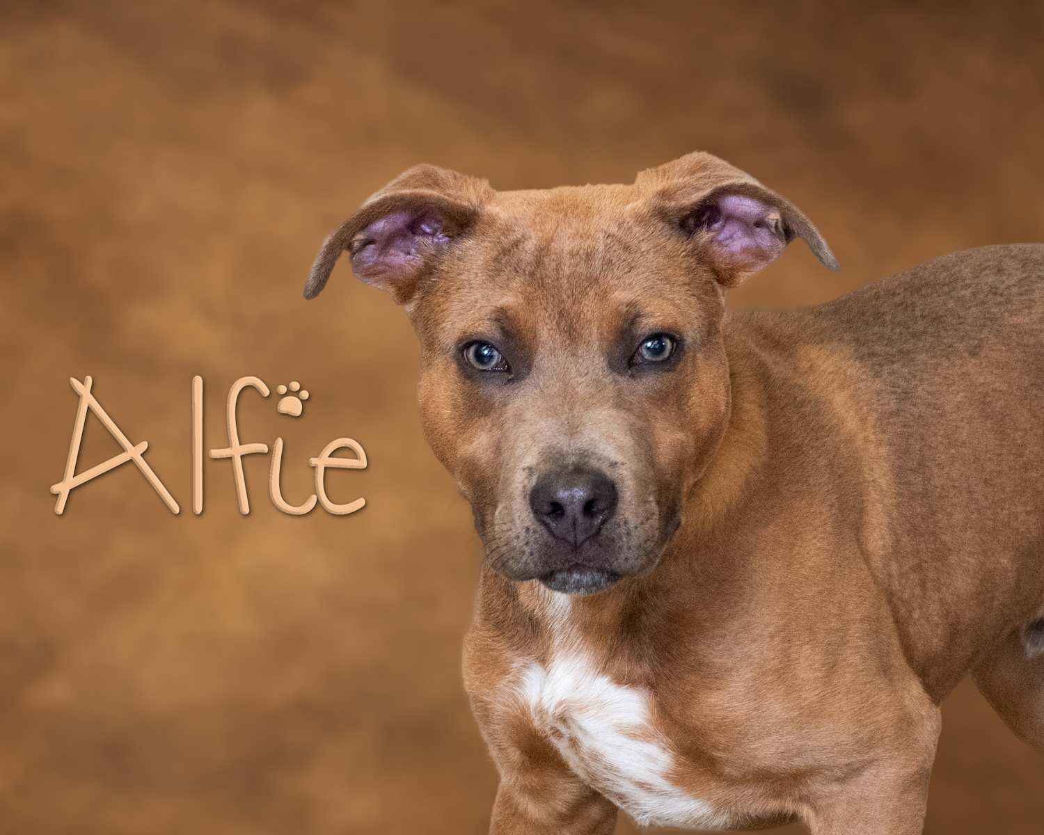 Alfie, a brown Pit Bull Terrier/Dalmatian mix puppy with a white chest