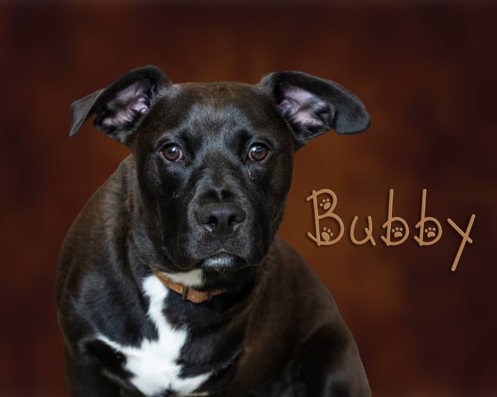 Bubby, a black Pit Bull mix with a white chest