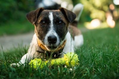 A dog lying in the grass with a tennis ball