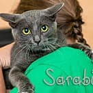 Sarabi, Domestic Shorthair