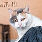 Daffodil, Domestic Shorthair