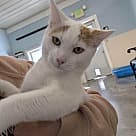 Thanos, Domestic Shorthair