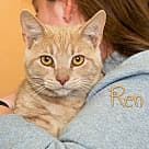 Ren, Domestic Shorthair