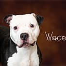 Waco, Pit Bull Terrier