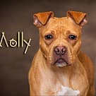 Molly, Pit Bull Terrier