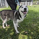 Zara, Husky