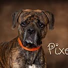 Pixel, Pit Bull Terrier