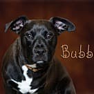 Bubby, Pit Bull Terrier