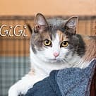 GiGi, Domestic Shorthair