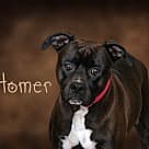 Homer, Pit Bull Terrier