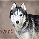 Sven, Husky