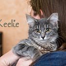 Keelie, Domestic Mediumhair