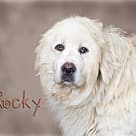 Rocky, Great Pyrenees