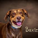 Baxter, Hound (Unknown Type)