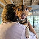 Stanley, Miniature Pinscher